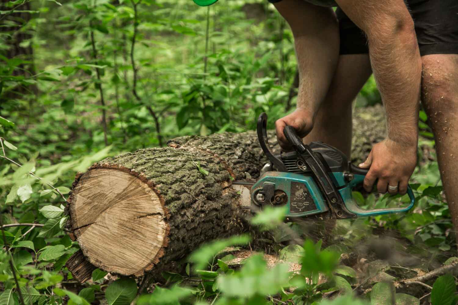 The Steps Involved in Our Tree Care Process in Cherry Hills Village, CO